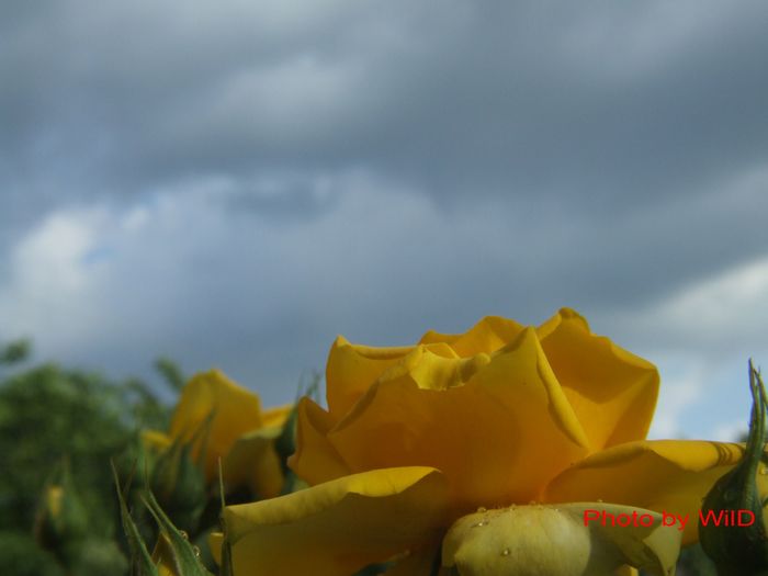 7289 - lacrimile culorilor