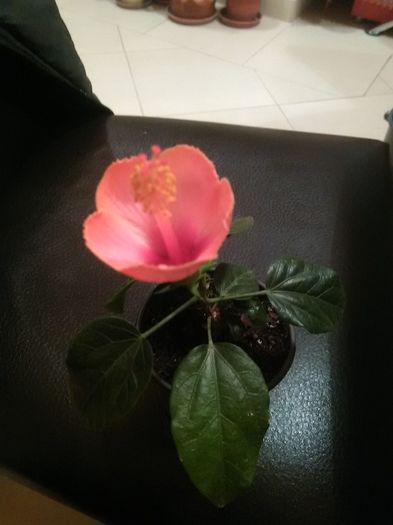 119 - Hibiscus 2015
