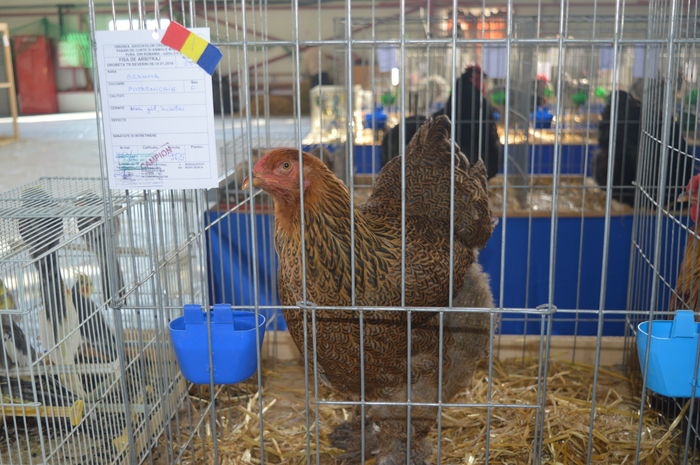 DSC_0060 - 3 DIPLOME SI AUTORII ACESTORA