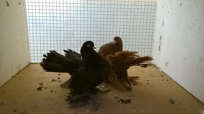 WP_20151217_13_15_50_Pro