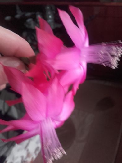 20160111_155736 - Schlumbergera