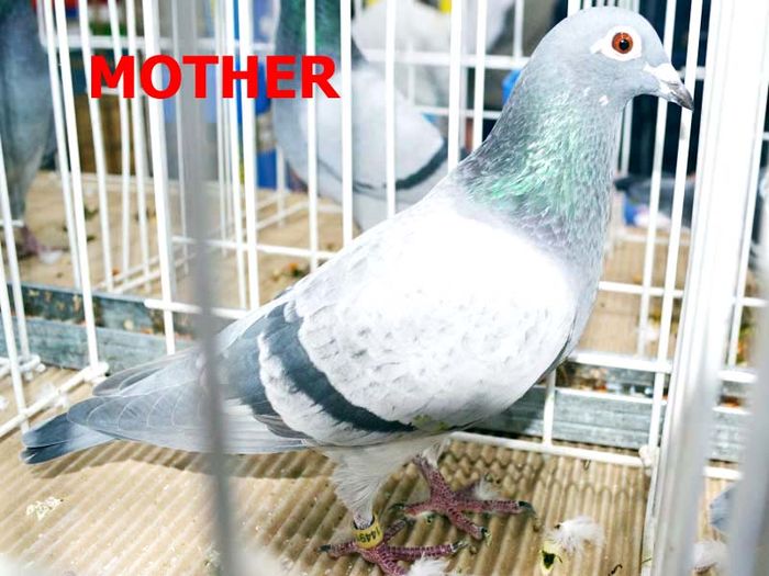 SWALLOW-ORIG.DRAGHICI ALEX; 1-DONETS&#039;K ZONA 2 -2015
