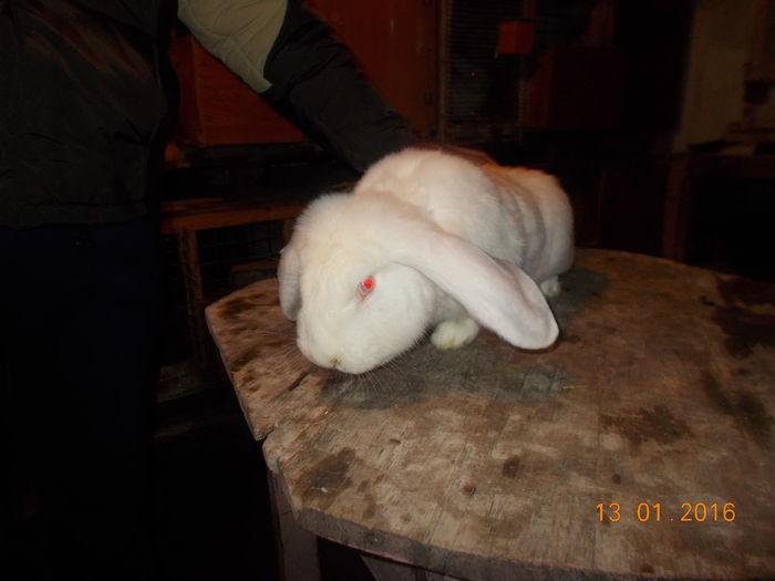 mascul 6 luni vandut