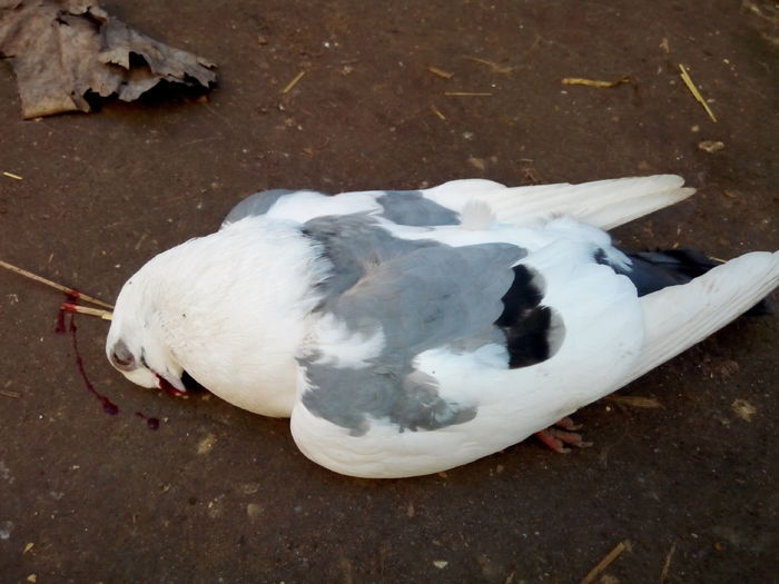 cazuta azi 13 01 2016 f 2014 - pierderi