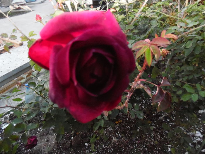 046 - Engl Munstead Wood