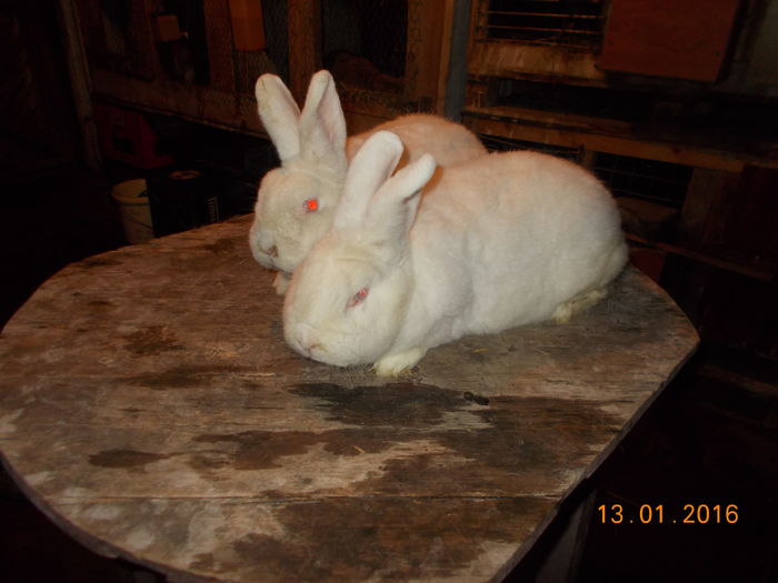 femele cu certificat si tatuaj