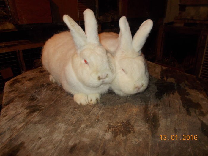 femele cu certificat si tatuaj