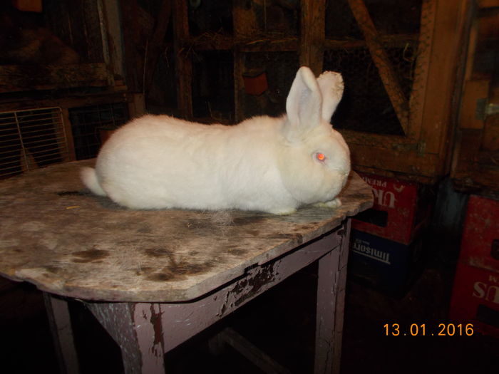 mascul cu certificat