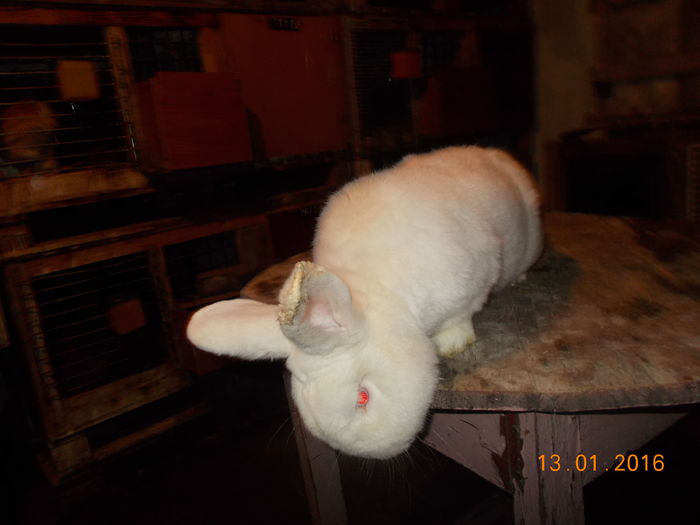 mascul cu certificat