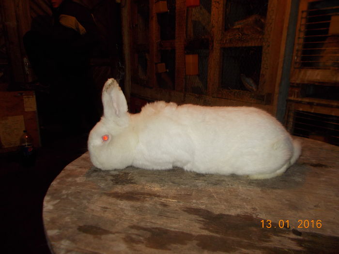 mascul cu certificat