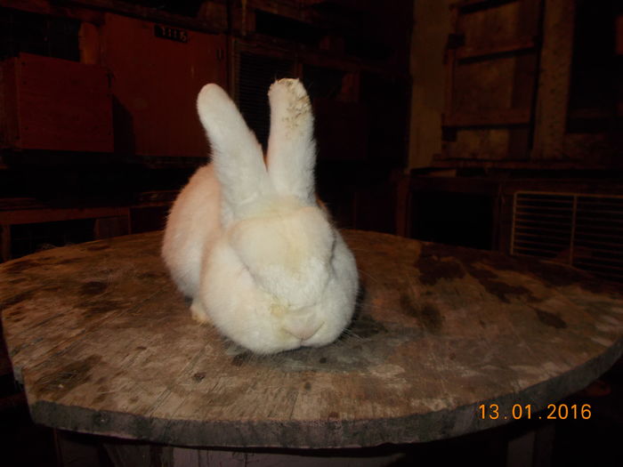 mascul cu certificat