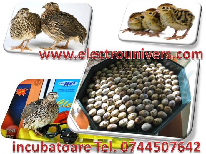 incubatoare oua www.electrounivers.com; incubatoare Cleo www.electrounivers.com
