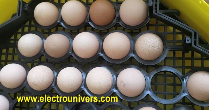 incubatoare oua www.electrounivers.com