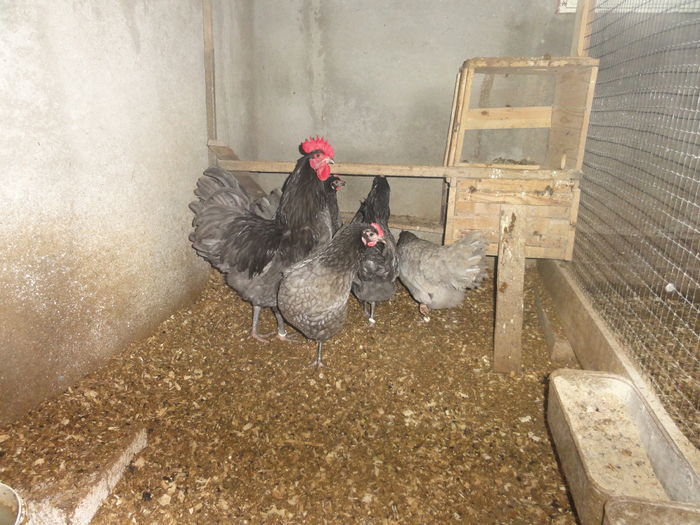 315 - Australorp Albastru_ Negru