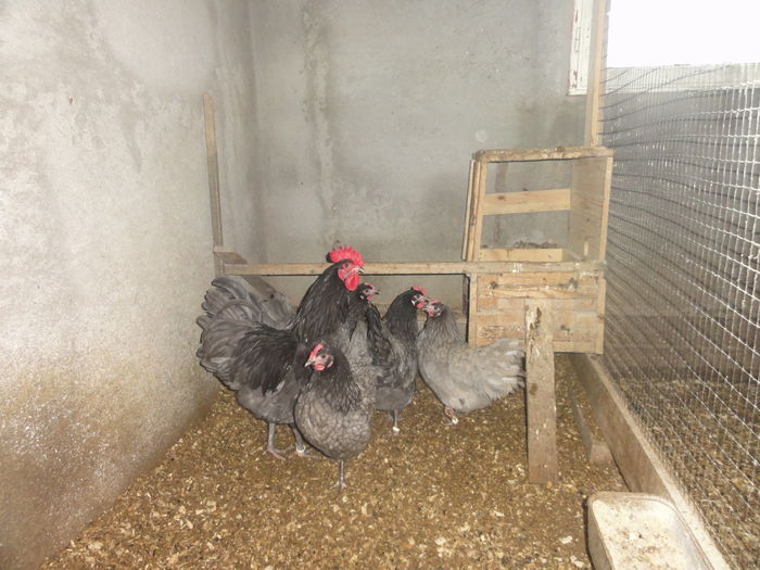 316 - Australorp Albastru_ Negru