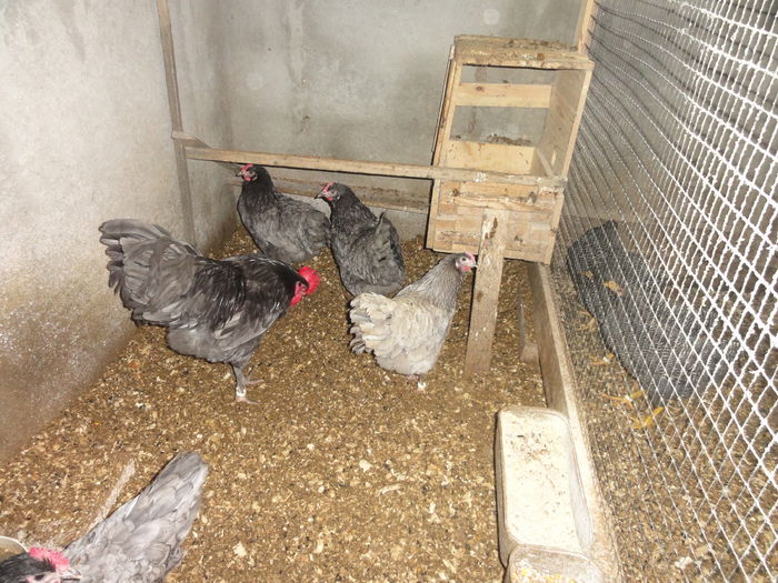 342 - Australorp Albastru_ Negru