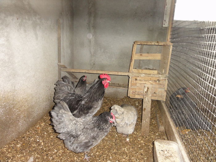 343 - Australorp Albastru_ Negru