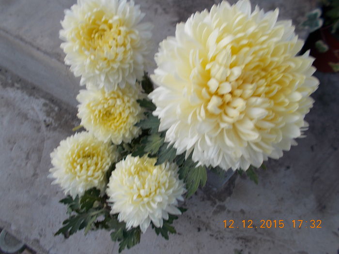 alb cu mijlocul galben - Crizanteme achizitionate in toamna lui 2015
