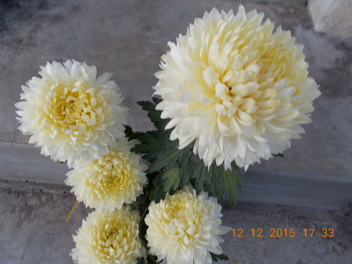 aceeasi - Crizanteme achizitionate in toamna lui 2015
