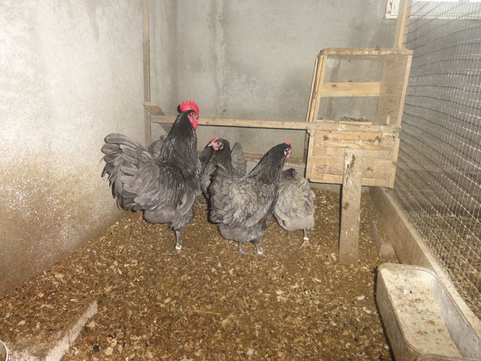 314 - Australorp Albastru_ Negru