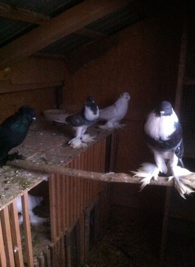 12348419_901499513253250_2028920876_n