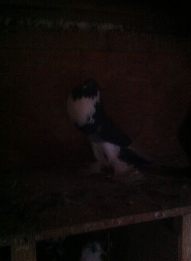 12540349_901499583253243_1479465734_n