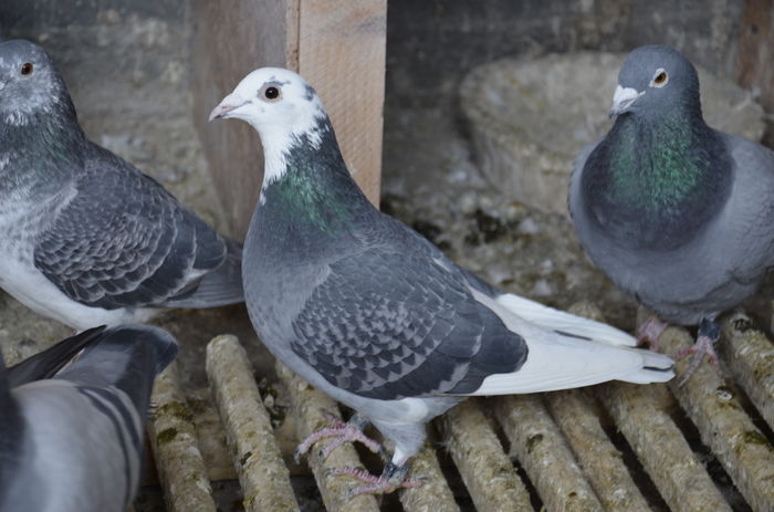 _DSC0009 - Porumbei-amintiri