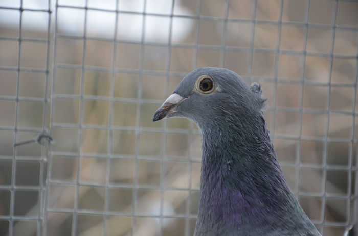 _DSC0048 - Porumbei-amintiri