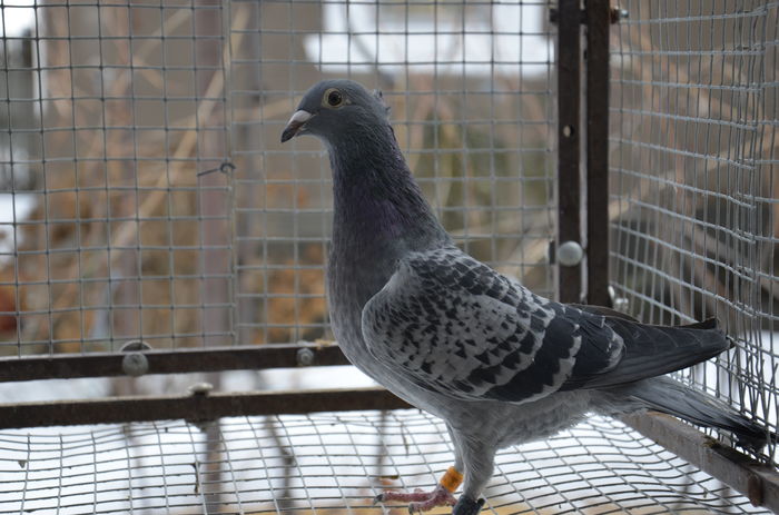 _DSC0047 - Porumbei-amintiri