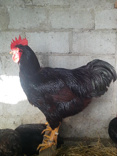 IMG_20160114_114316 - Rhode island