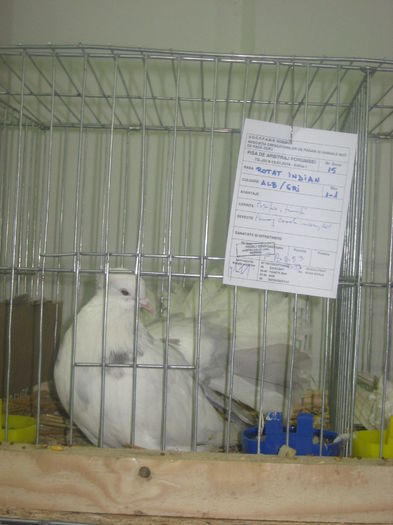 IMG_0088; VOLTAT INDIAN - Mascul
