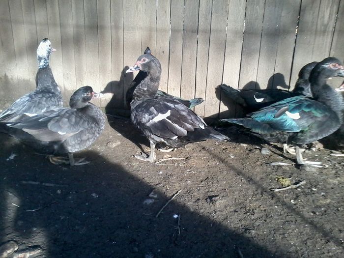 ratoi albastru vanzare; ratoiul din mijloc albastru vanzare,varsta 6 luni
