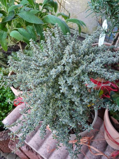 Cimbrisor (Thymus) - Plante aromatice