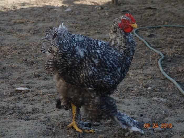 DSC01273 (1) - 002 Cochinchina Urias Barat 2016