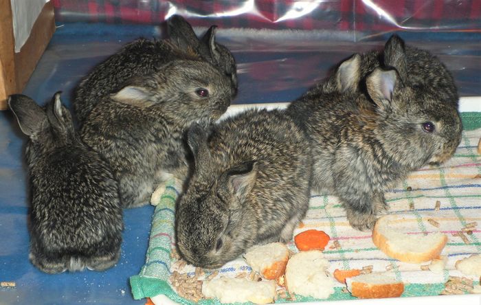 SAM_5814 (2) - Cuib urias german 21-12-2015