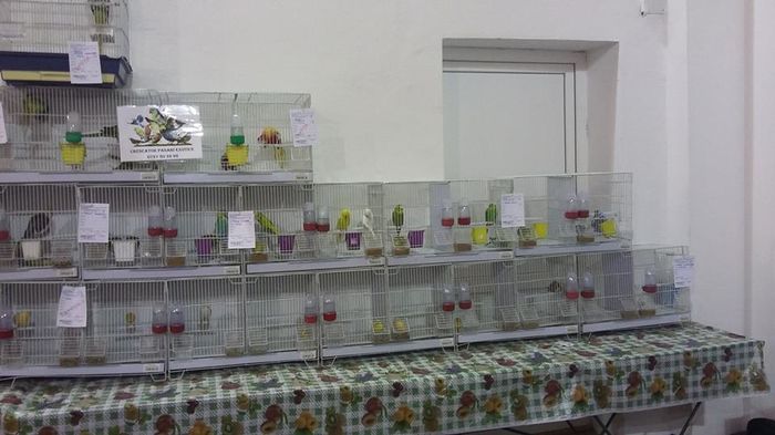 12510288_1098286723549323_6496056250501970559_n