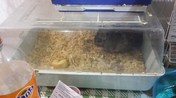 12540702_1098286496882679_3492193763773480764_n