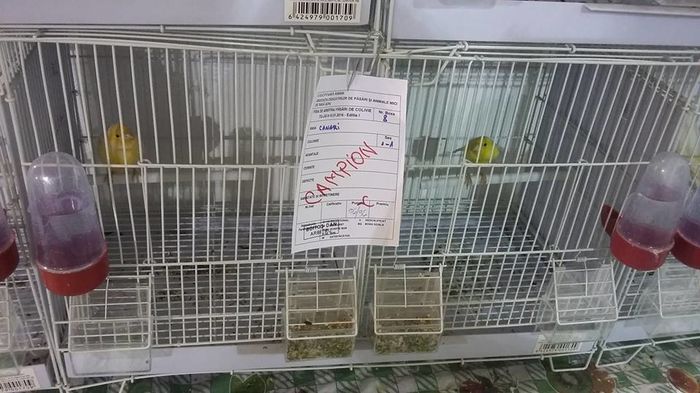 Copy (2) of 1919438_1098289506882378_4848406911753464194_n