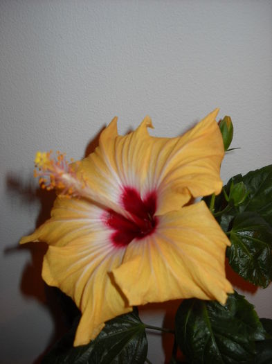 Yellow  Holiday - HIBISCUS -2016