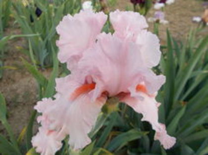 blushing  pink - Irisi achizitionati in 2014 si 2015