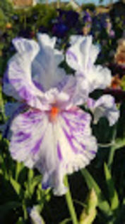 Brindled Beauty - Irisi achizitionati in 2014 si 2015