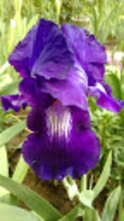 Exotic Star - Irisi achizitionati in 2014 si 2015