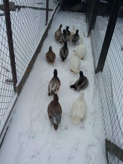 940828_949799658433861_6669730595524401094_n