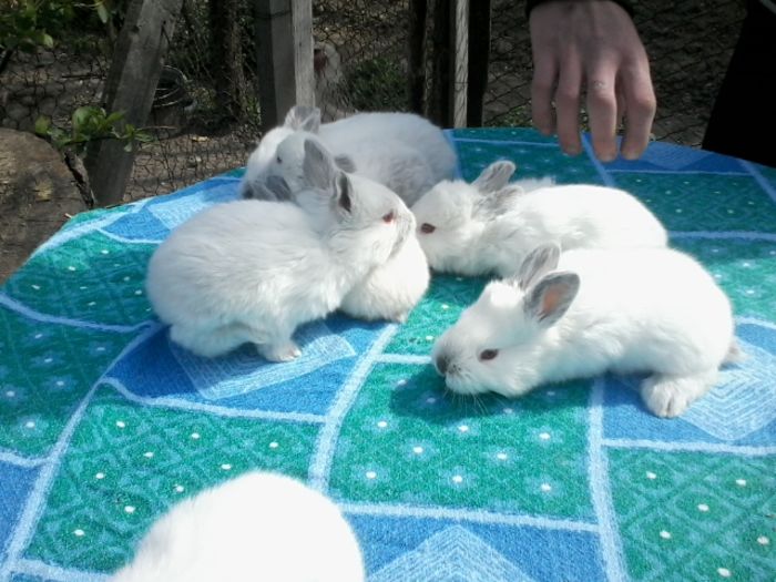 PUI CALIFORNIAN APRILIE 006