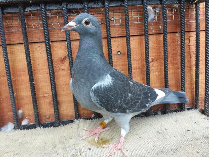 20151016_092729 - E-Amintiri