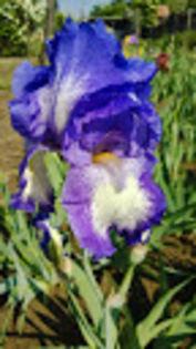 Rococo - Irisi achizitionati in 2014 si 2015