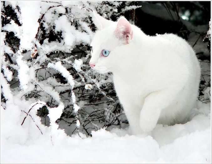 avatar-iarna_pisicuta-alba - LUNA IANUARIE 2016-PRIMA LUNA DIN AN-BUN VENIT