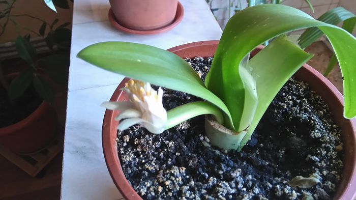 haemanthus albiflos - Flori apartament