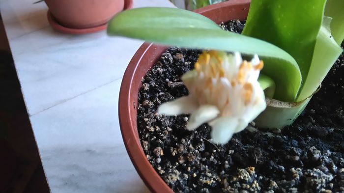 DSC_0055 - Flori apartament