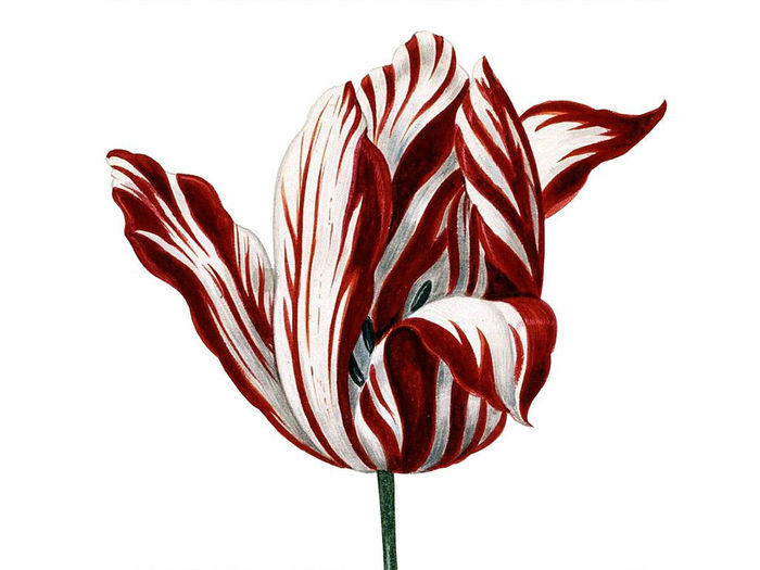168134-semper-augustus - Muscata deosebita si cele mai scumpe flori